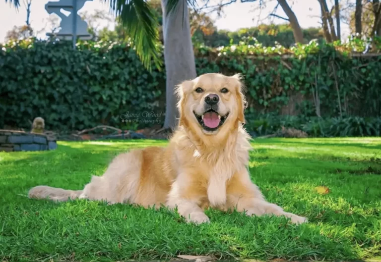 Golden Retriever