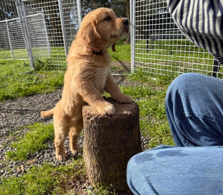 Golden Retriever